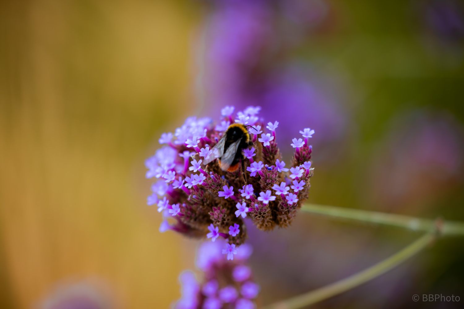 A bumblebee collecting nectar on vibrant purple verbena flowers with a warm bokeh background.