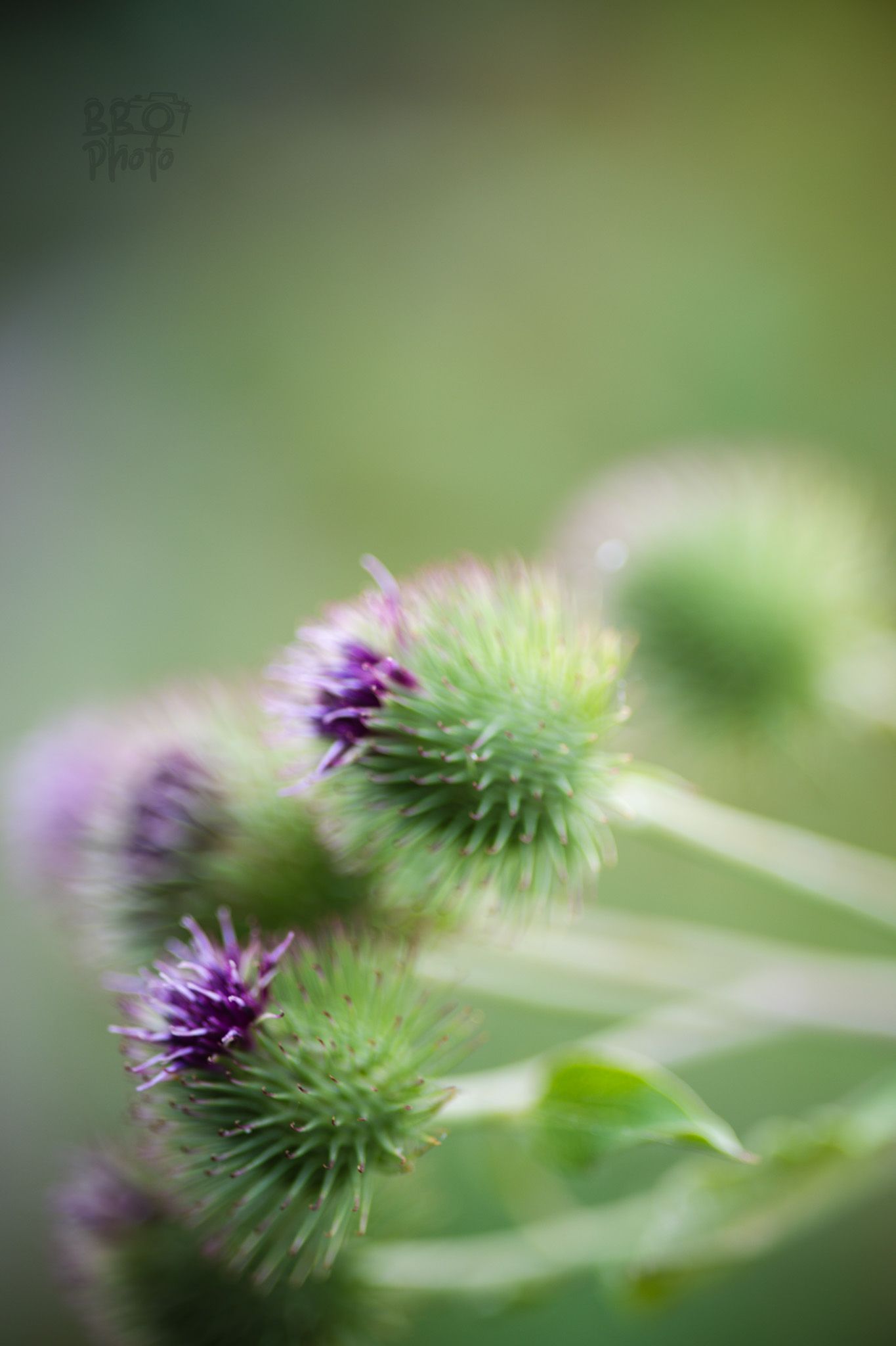 Macro shot of spiky green burdock flower buds with purple blooms against a soft green bokeh background.