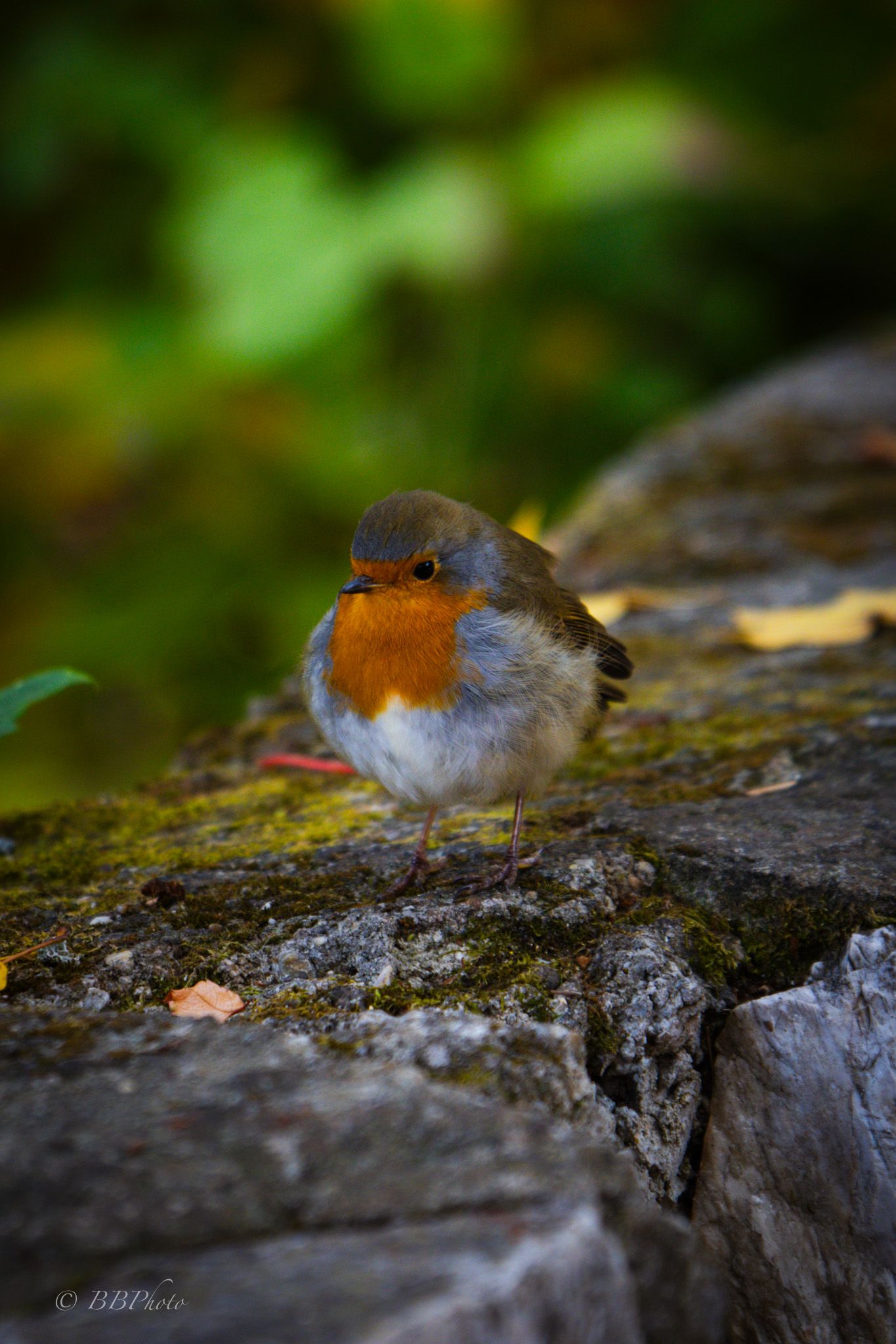 European robin with orange breast perched on a moss-covered stone wall, with blurred green foliage in the background.