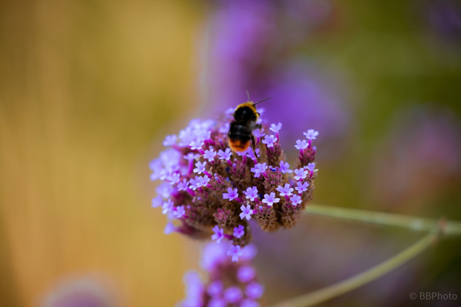 A red-tailed bumblebee perched on small purple verbena flowers with a warm golden bokeh background.