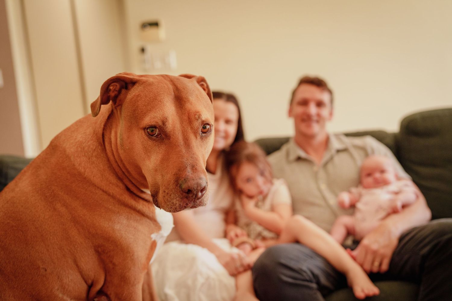 A brown Pitbull dog sits in focus while a family with a newborn baby relaxes on a green couch behind.