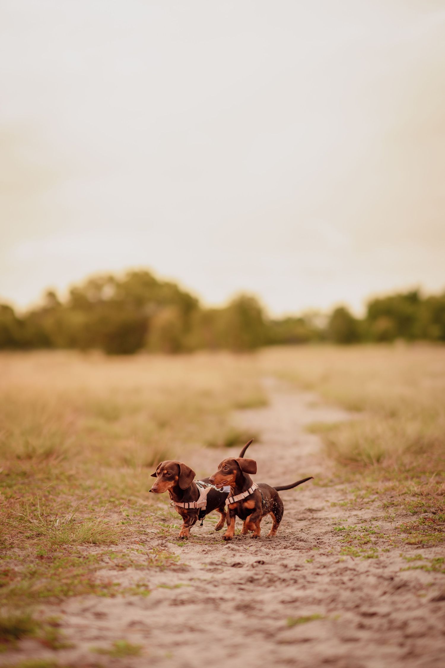 Two dachshund dogs wearing harnesses walk together on a dirt path through a golden field.