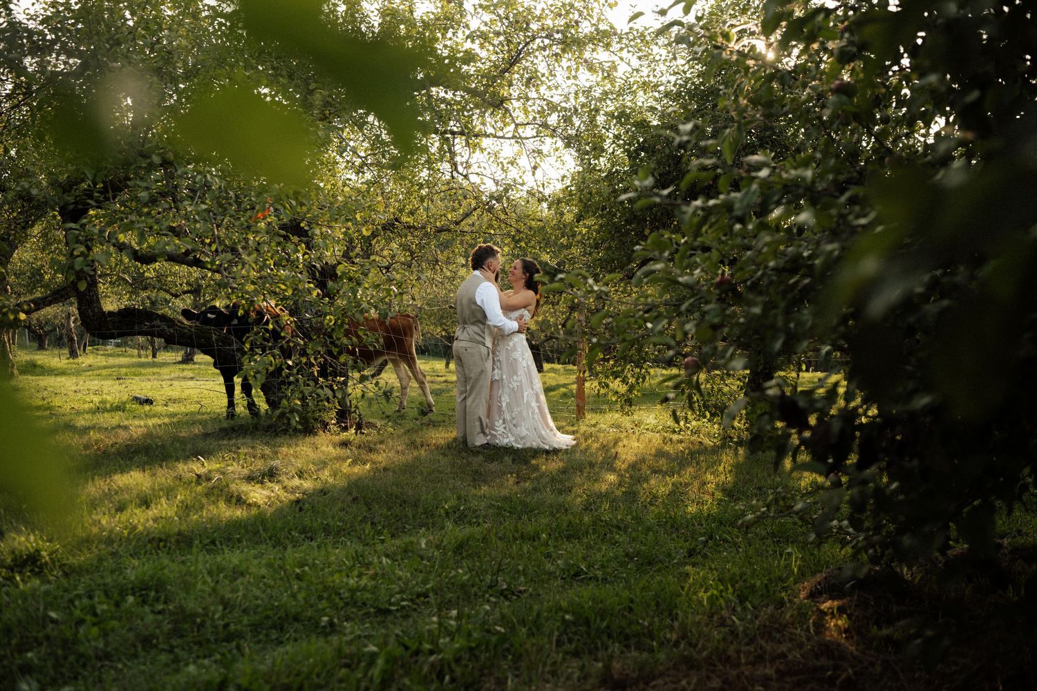 Bride and groom share a kiss surrounded by lush green apple trees in warm evening sunlight.