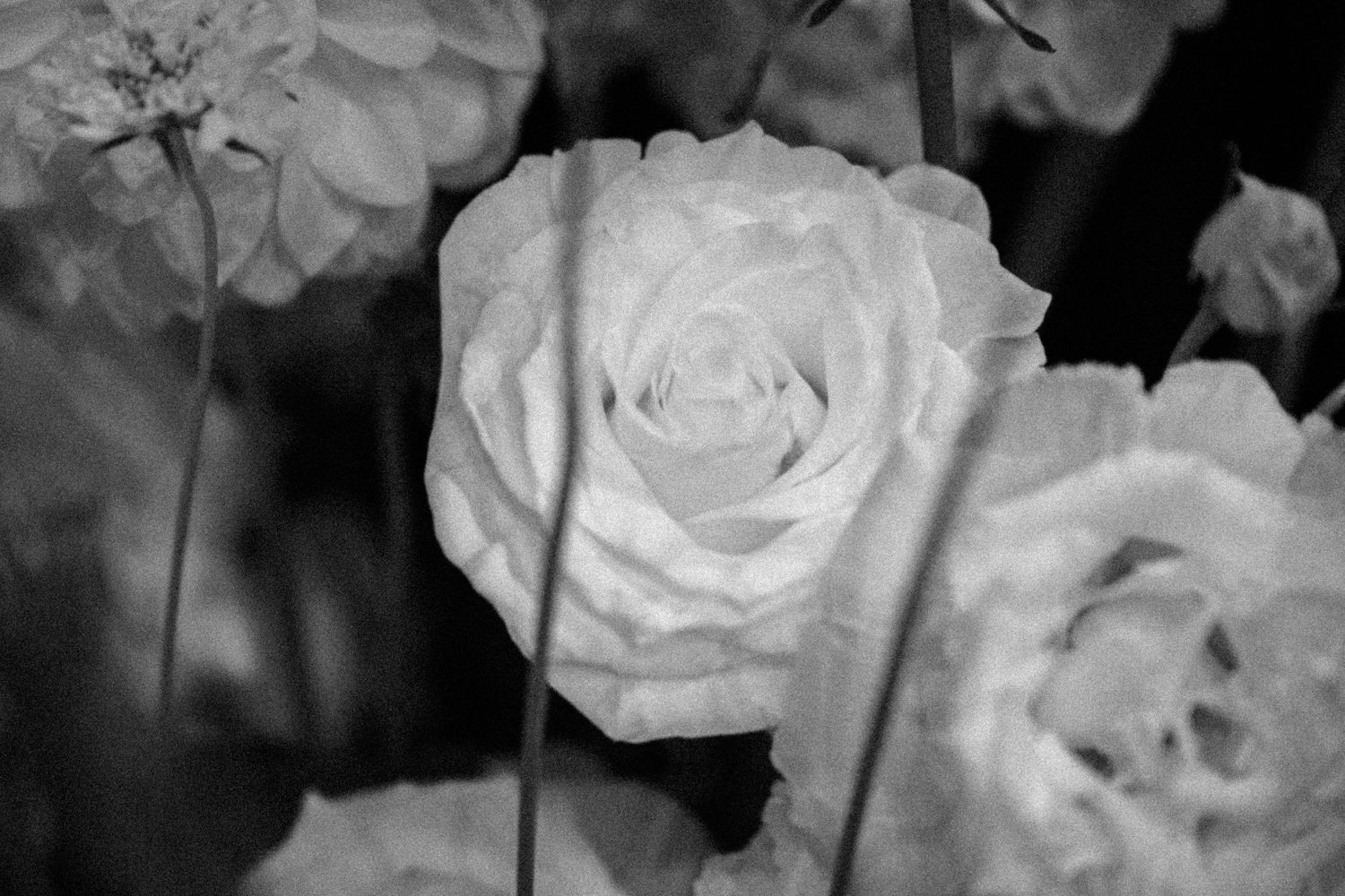 Black and white close-up photo of a blooming white rose surrounded by other flowers in soft focus.