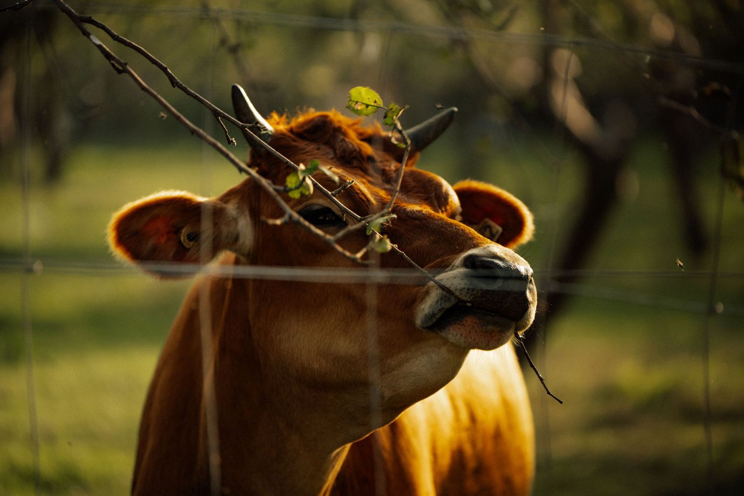 Brown cow chewing on branches behind a wire fence in a sunny orchard.