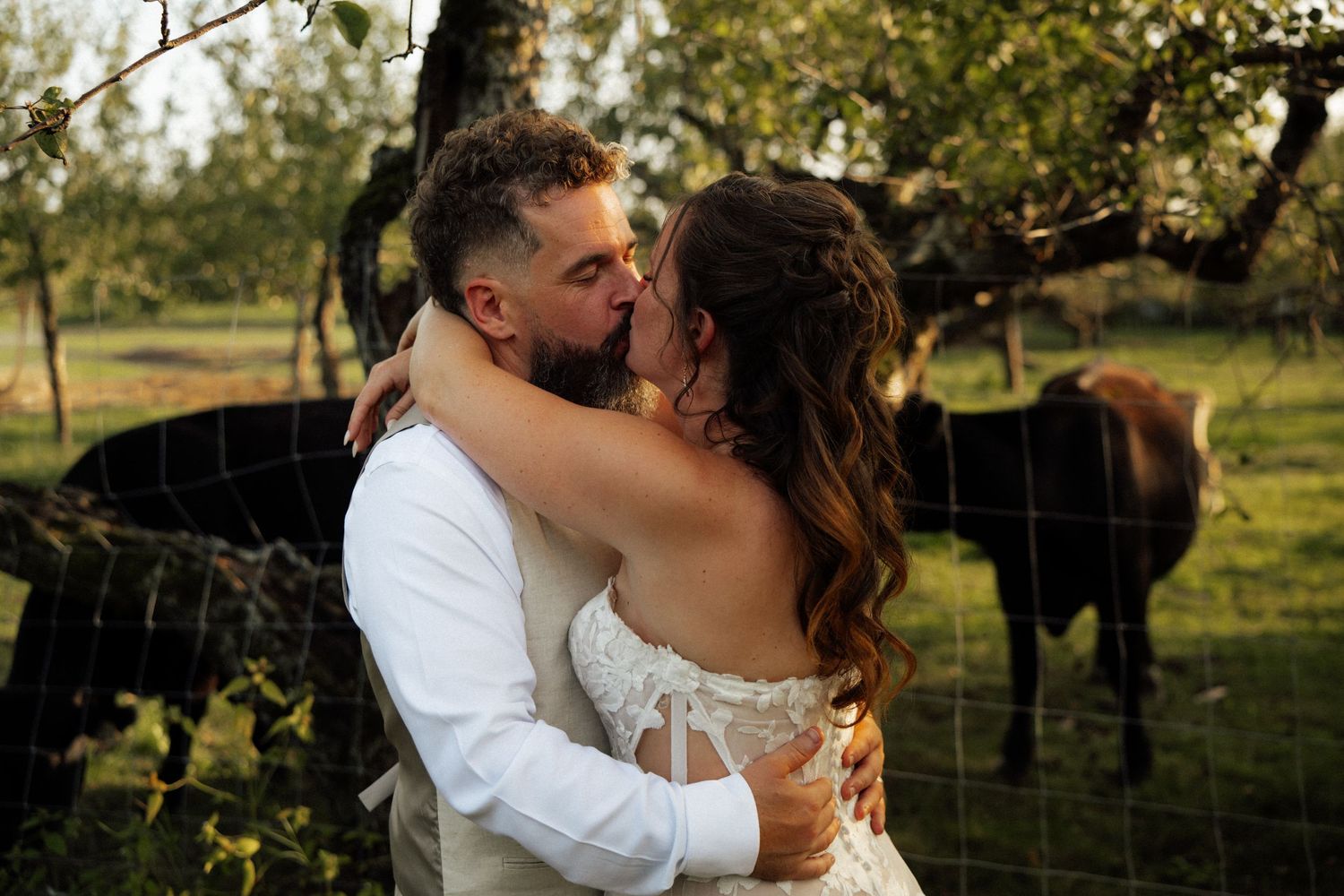 Bride and groom kissing in golden light with cattle in background.