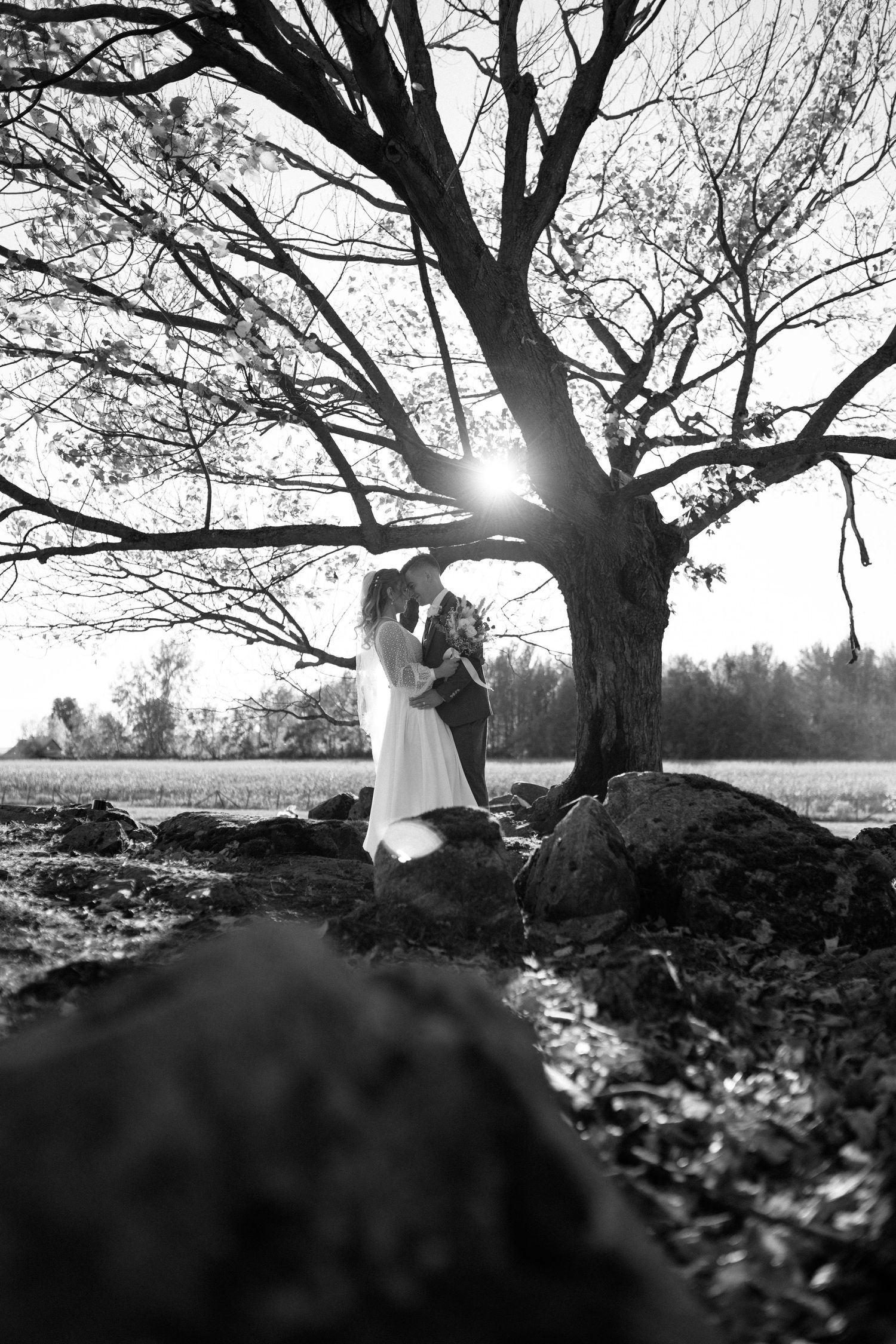 Bride and groom embracing under large bare tree with sunburst in black and white field setting.