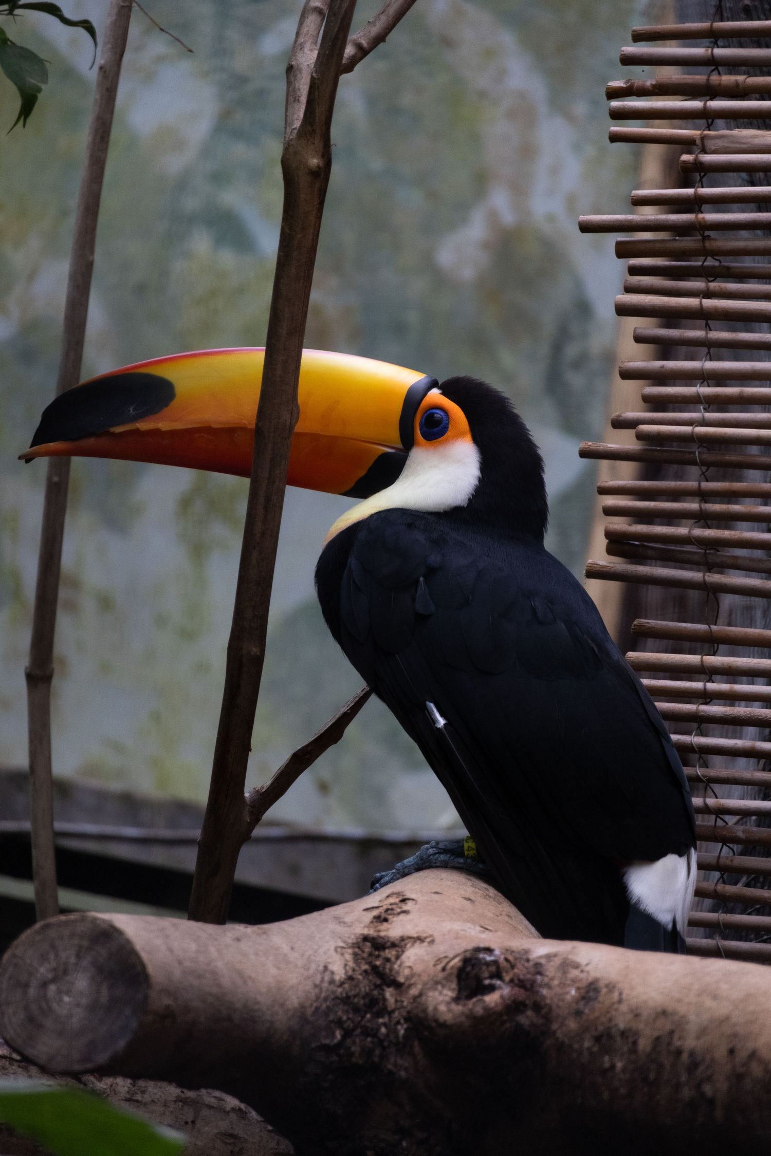 Zoo