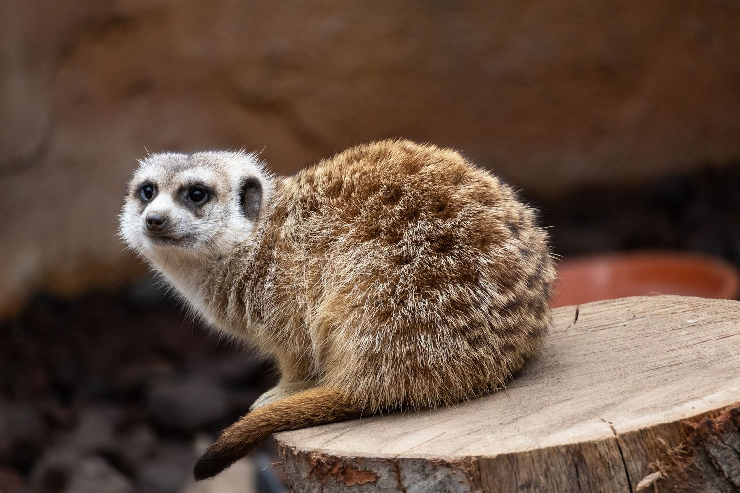 Zoo