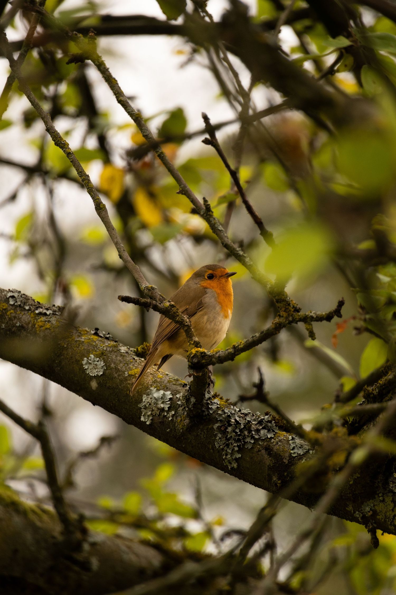 Bird