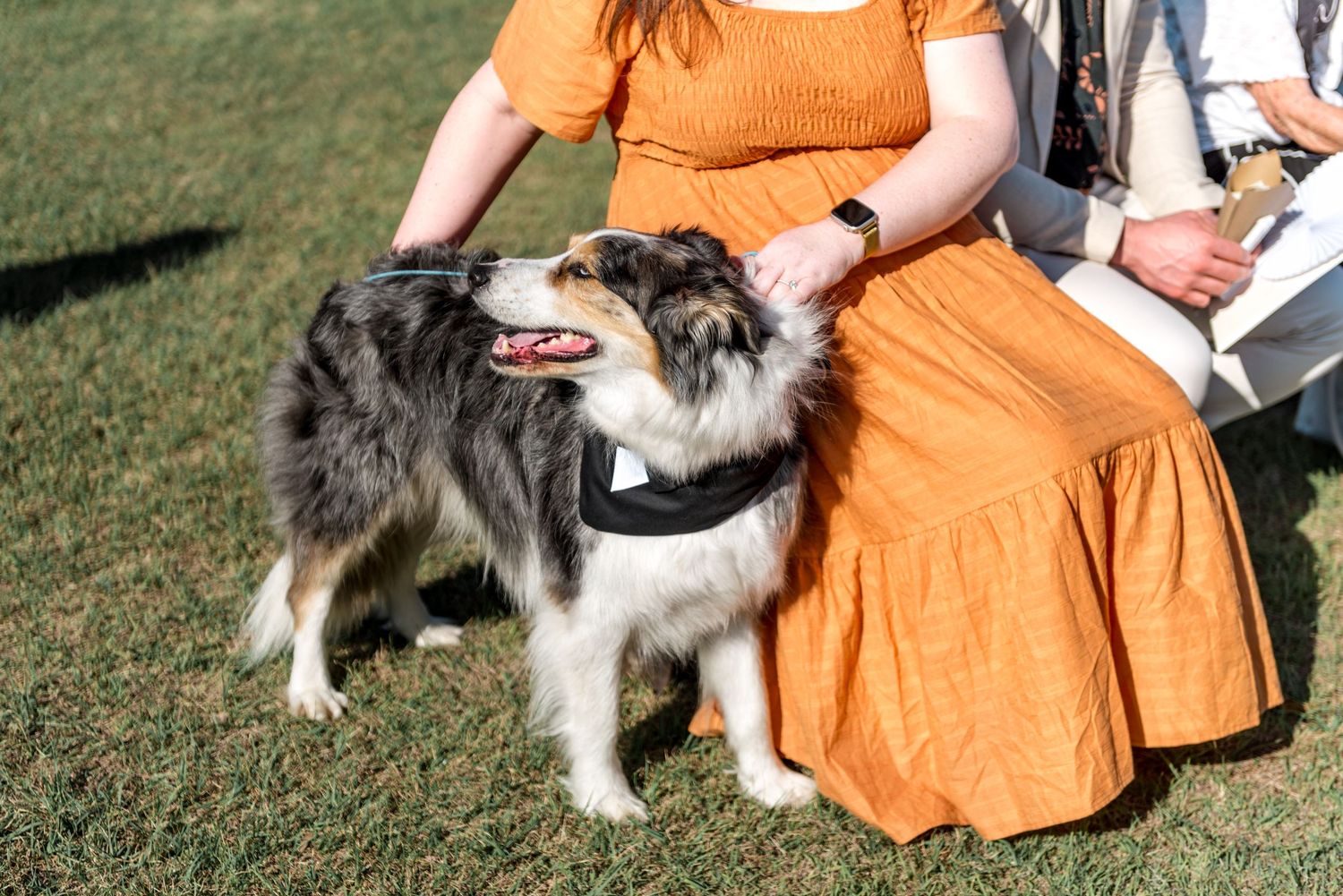 Australian shepherd dog in bow tie with guests in orange dresses at outdoor wedding.