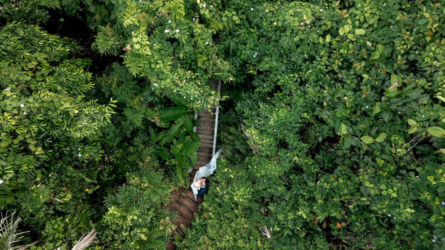 Aerial drone view of bride walking along narrow wooden bridge through dense green tropical jungle.