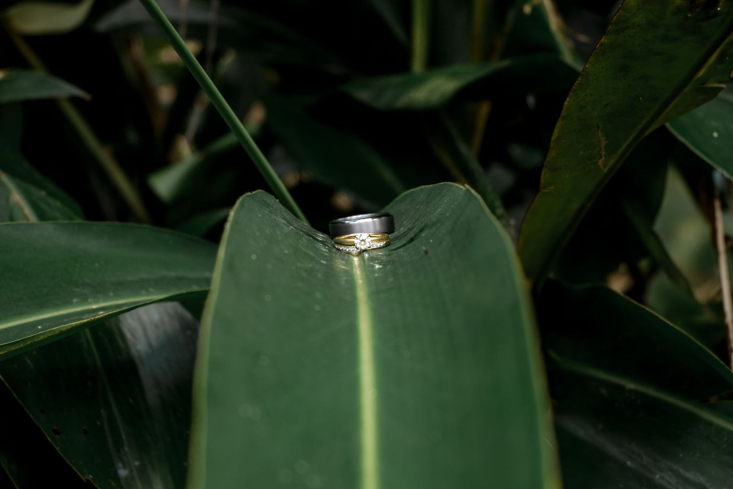 Two wedding bands resting on a vibrant green tropical leaf in natural garden setting.