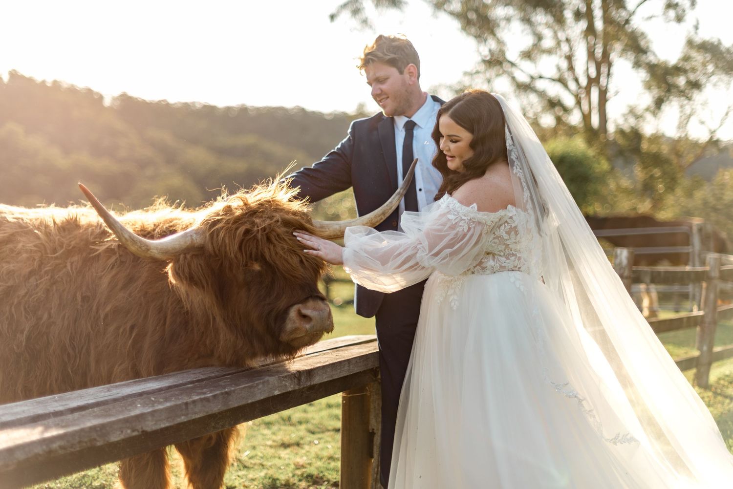 Newlyweds pet a fluffy Highland cow at golden hour during their farm wedding photoshoot.