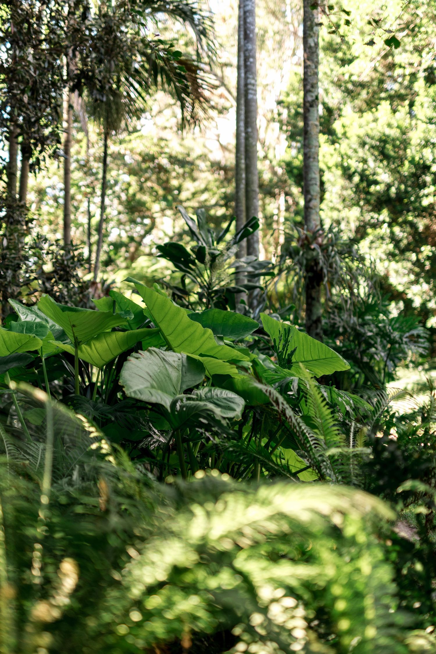Lush tropical garden scene featuring large elephant ear leaves, ferns, and tall palm trees in dappled sunlight.