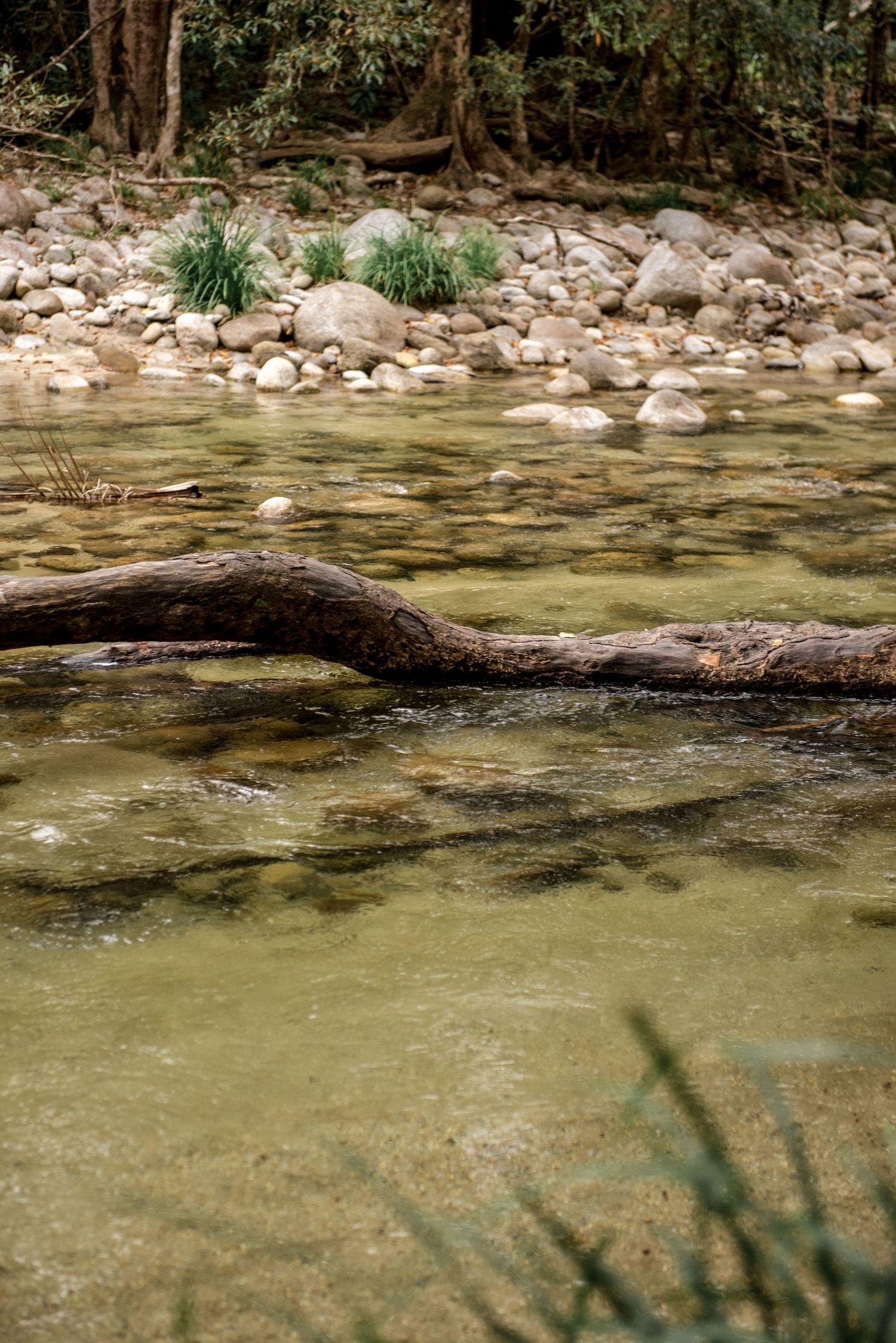 Fallen log rests in a shallow clear creek surrounded by rocks and forest greenery.