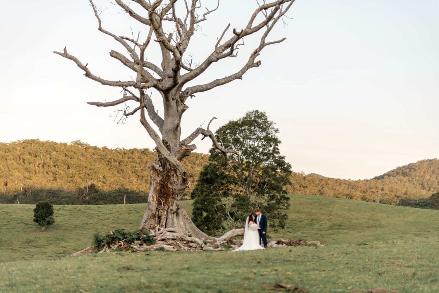 Bride and groom standing beside dramatic bare tree in vast green countryside at dusk.