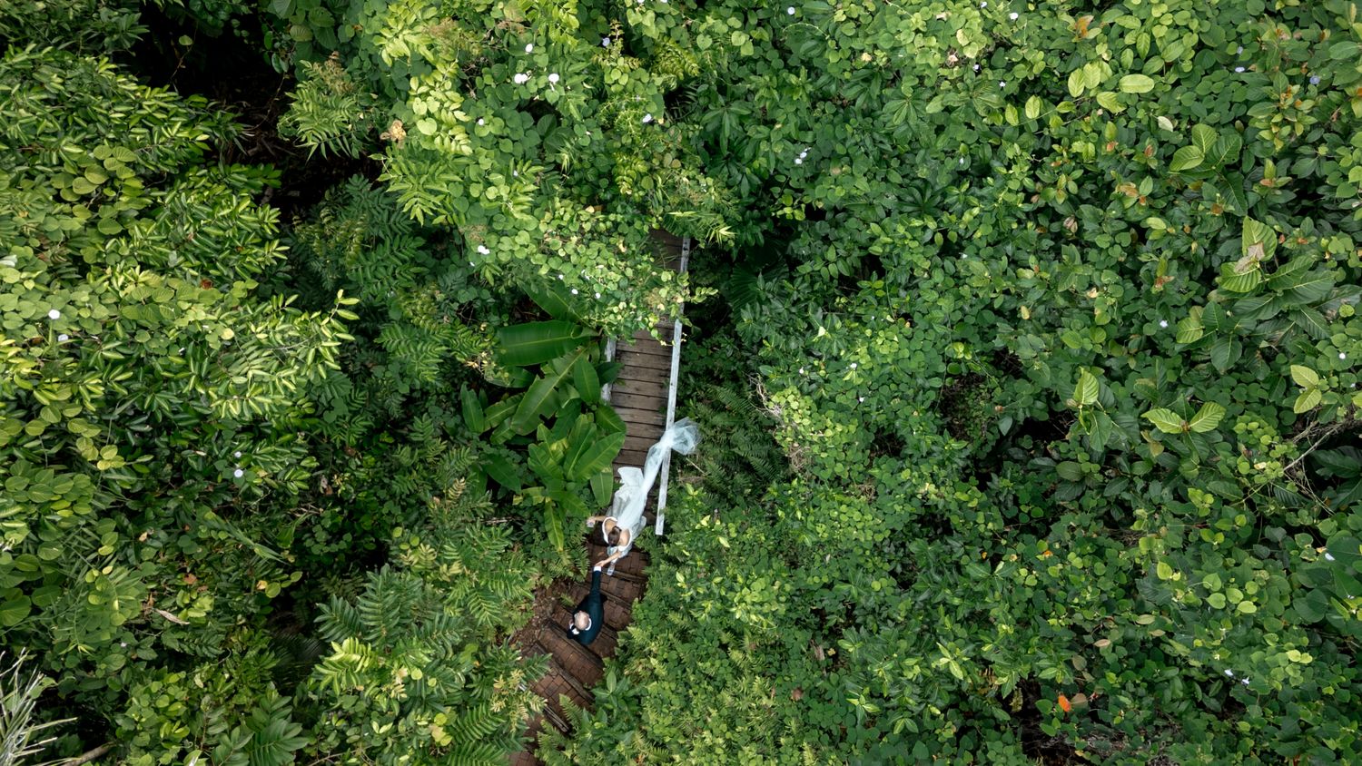 Aerial drone view of bride and groom walking through dense tropical rainforest canopy path.