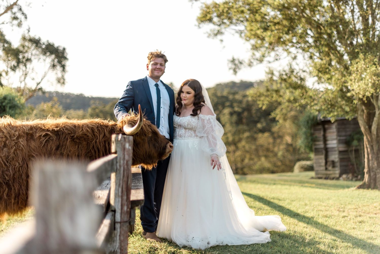 Bride and groom standing beside Highland cow at rustic farm wedding venue during golden hour.
