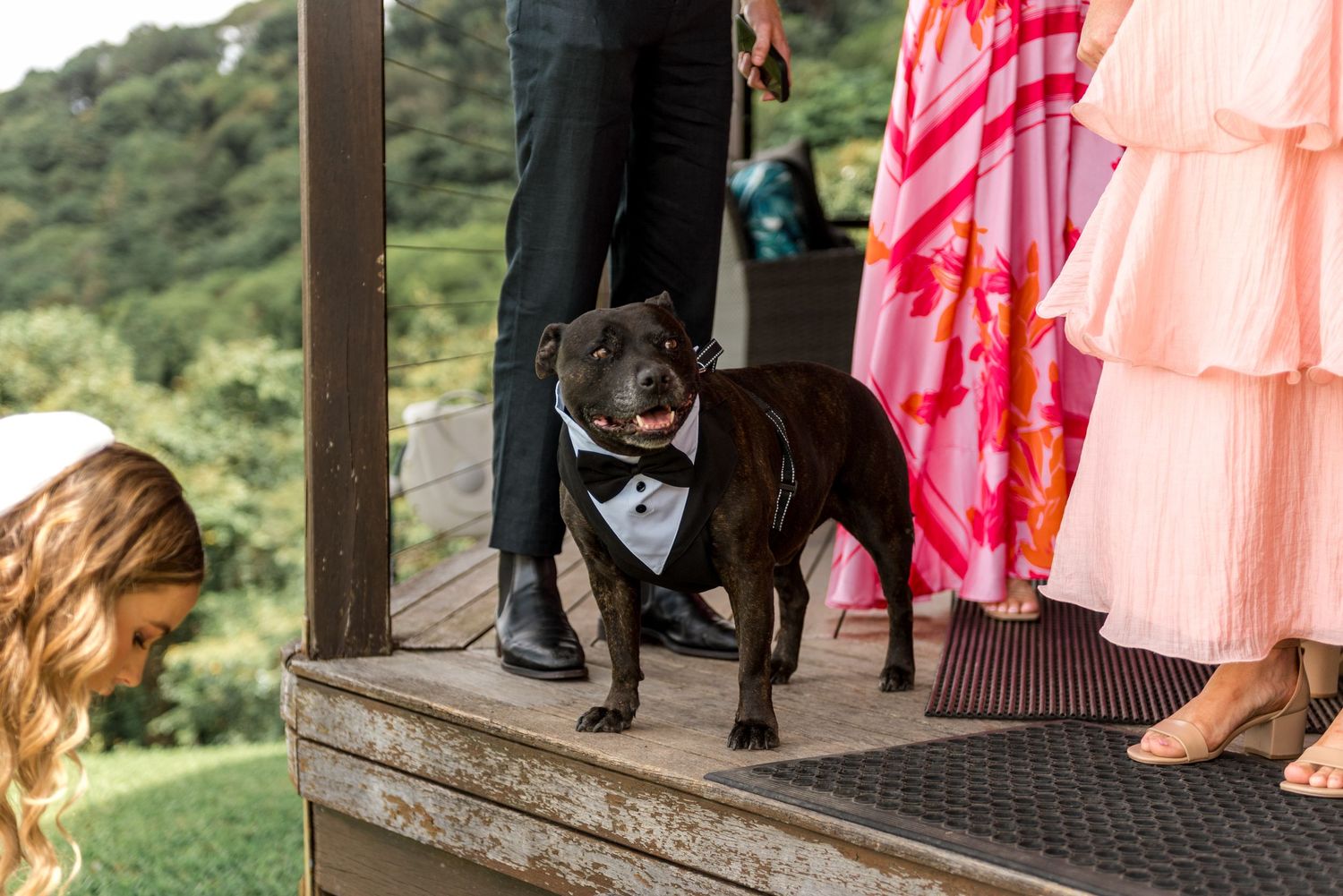 Dressed dog in bow tie tuxedo stands proudly on wooden steps surrounded by wedding guests.