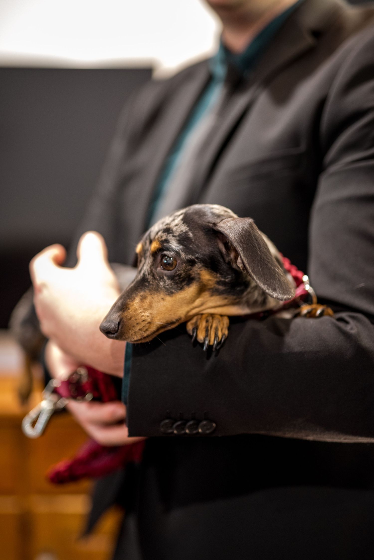 Dachshund puppy with merle coat being held by a wedding guest in a dark suit at a ceremony.