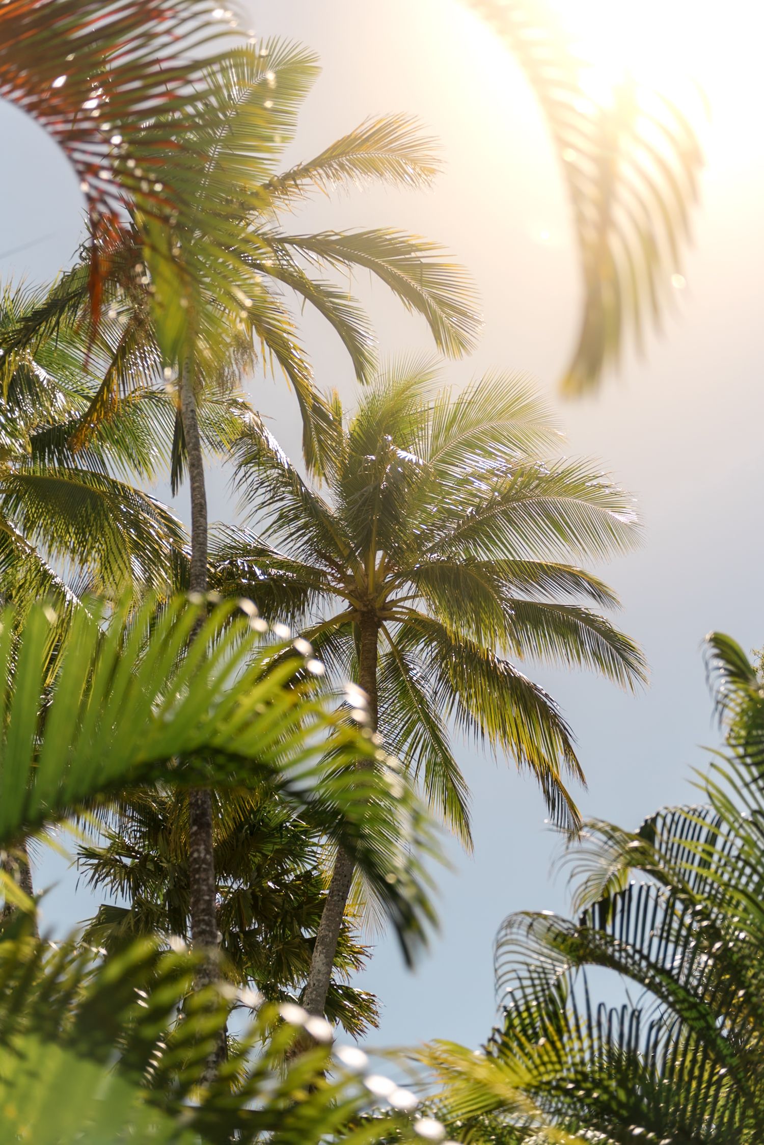 Lush tropical palm trees photographed from below against a bright blue sky with warm sunlight filtering through.