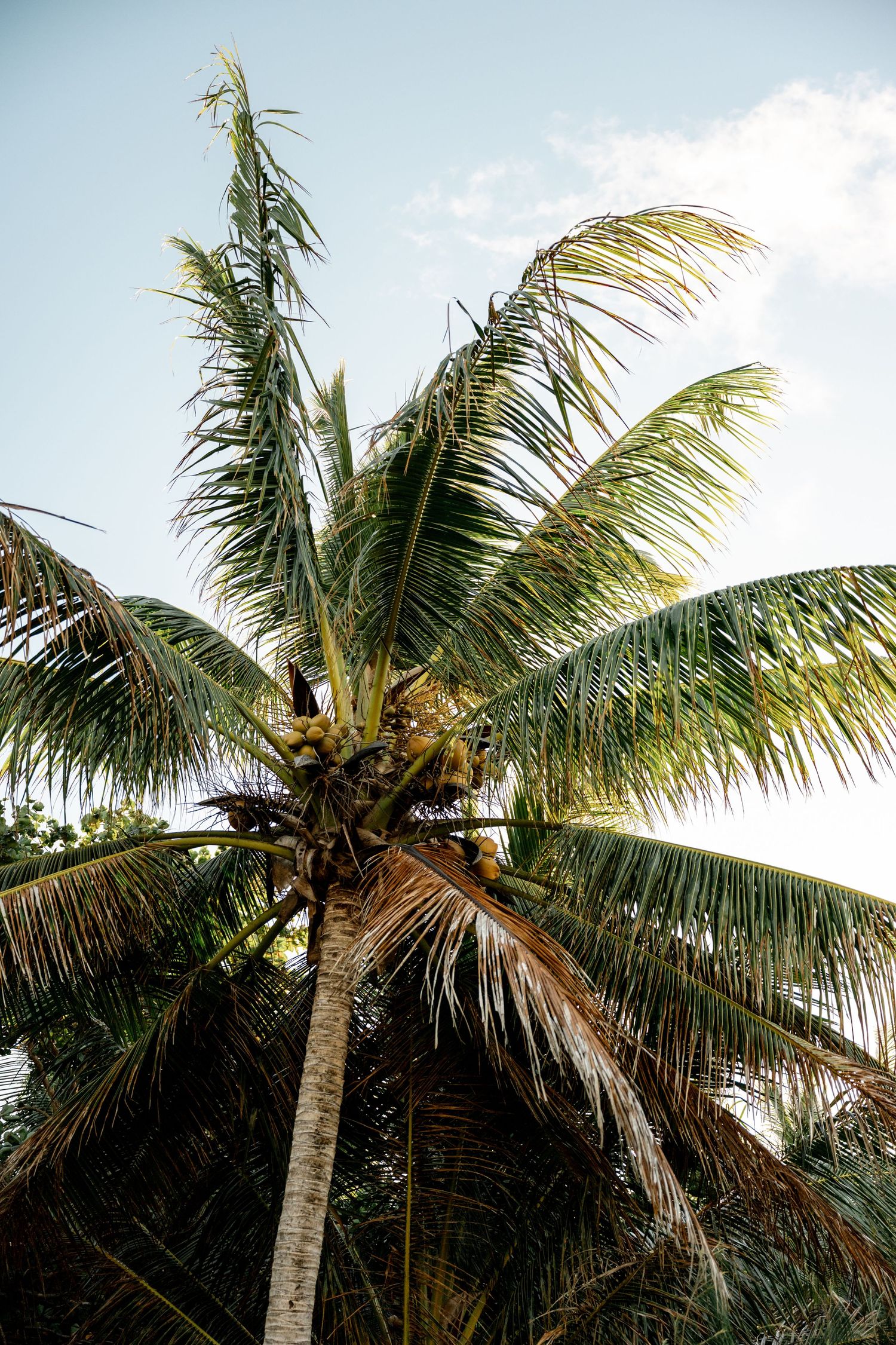 Tropical coconut palm tree with lush green fronds against a bright blue sky on a sunny day at Four Mile Beach, Port Douglas.