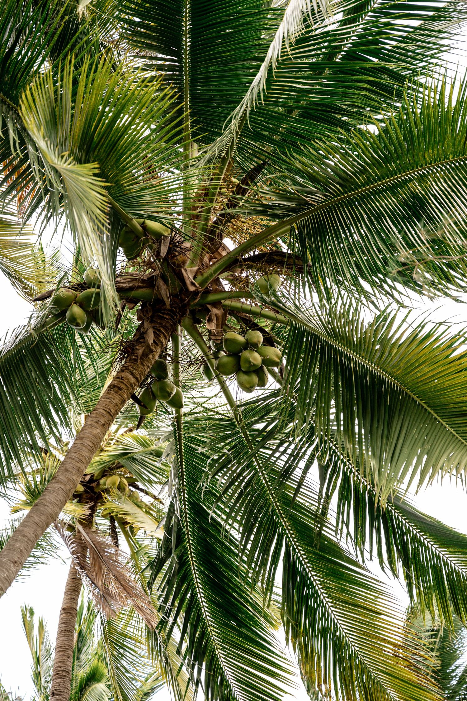 Low angle view of tall coconut palm tree with clusters of green coconuts against bright sky in tropical setting.