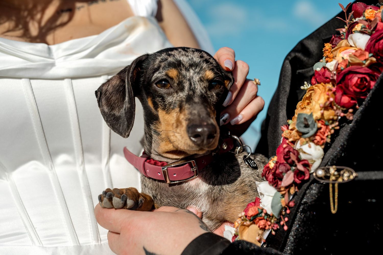 Close-up of a dapple dachshund puppy in a pink collar held by same-sex couple, one wearing floral embroidered jacket.