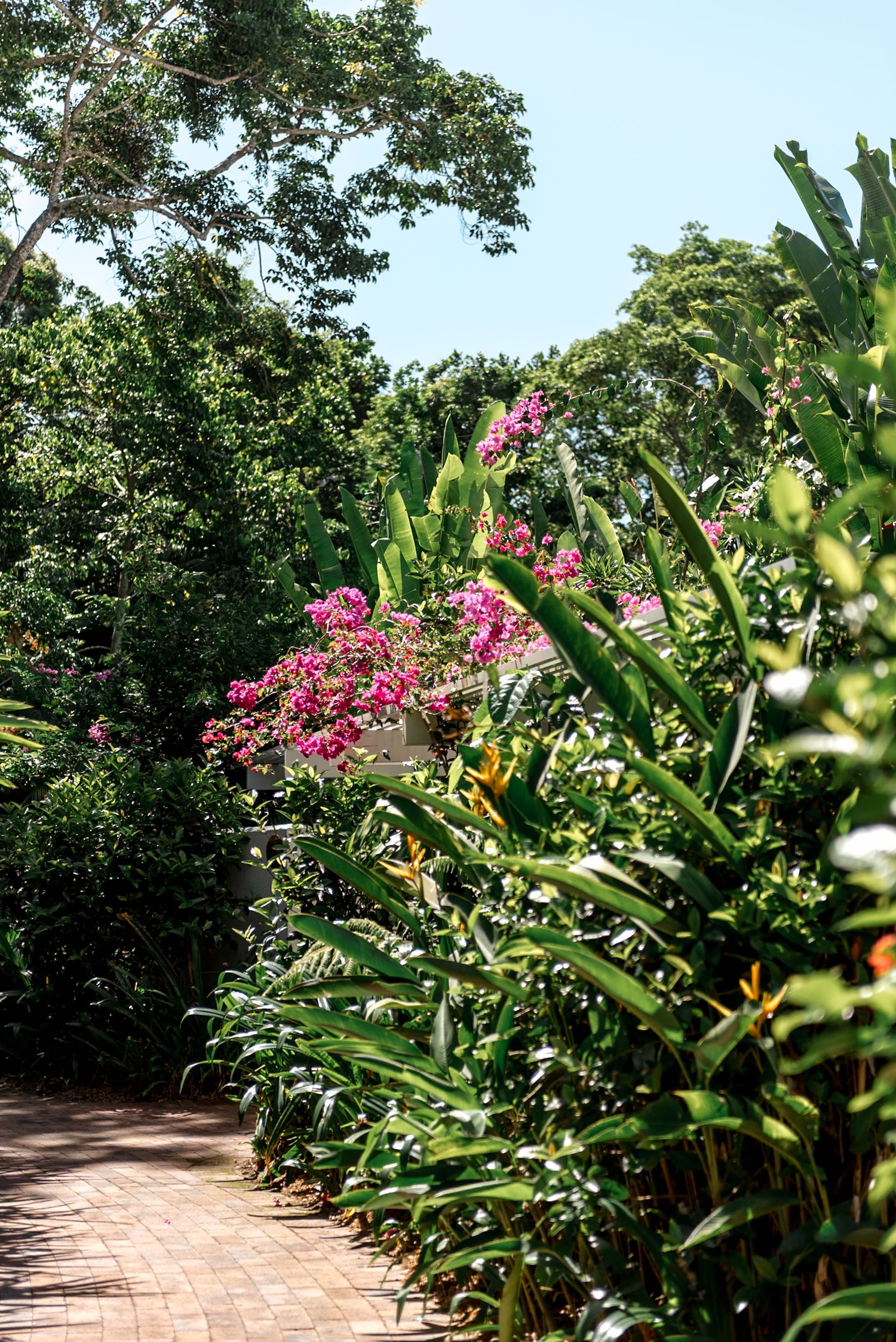 Lush tropical garden pathway with pink bougainvillea flowers and green foliage under bright blue sky.