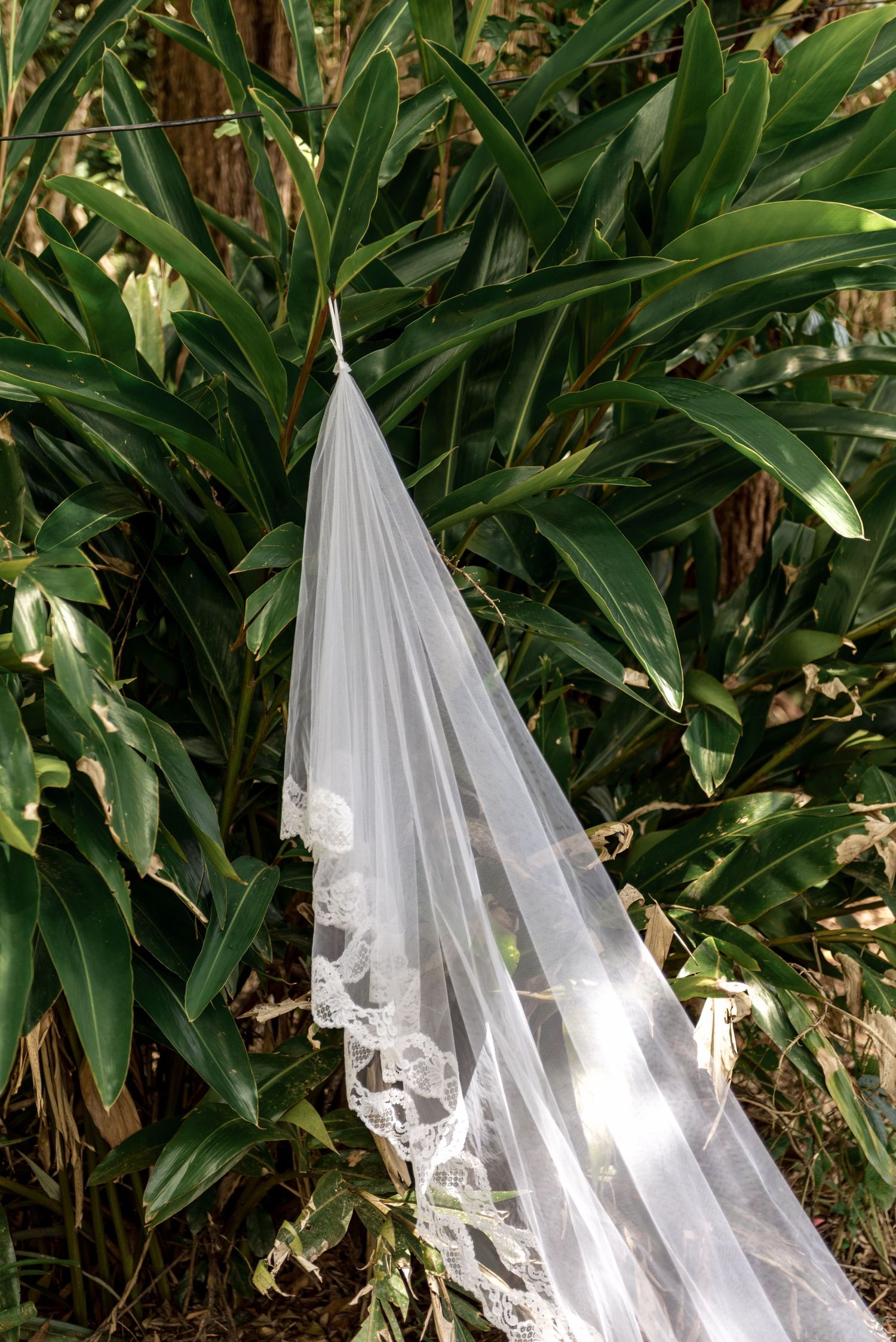 A delicate white lace bridal veil hanging against lush green tropical foliage outdoors.