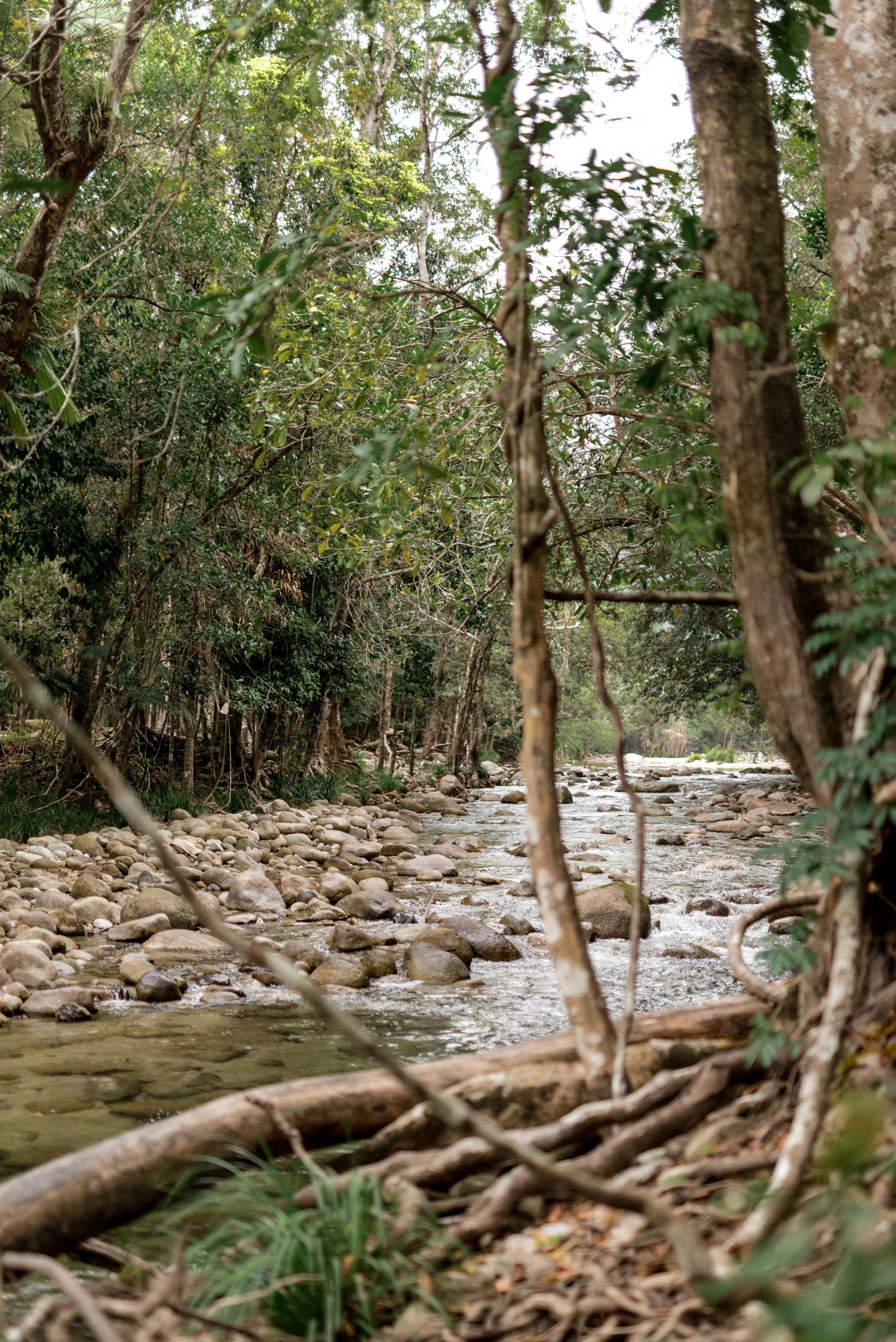 Rocky forest creek winding through lush green trees in a tropical rainforest setting.