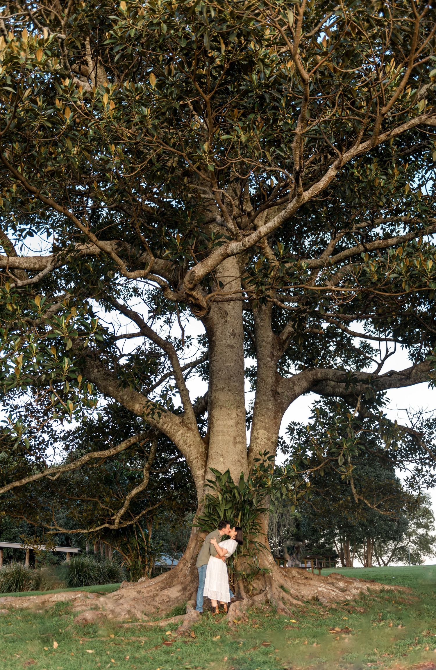 Couple sharing a kiss beneath a massive sprawling tree in a lush green park setting.