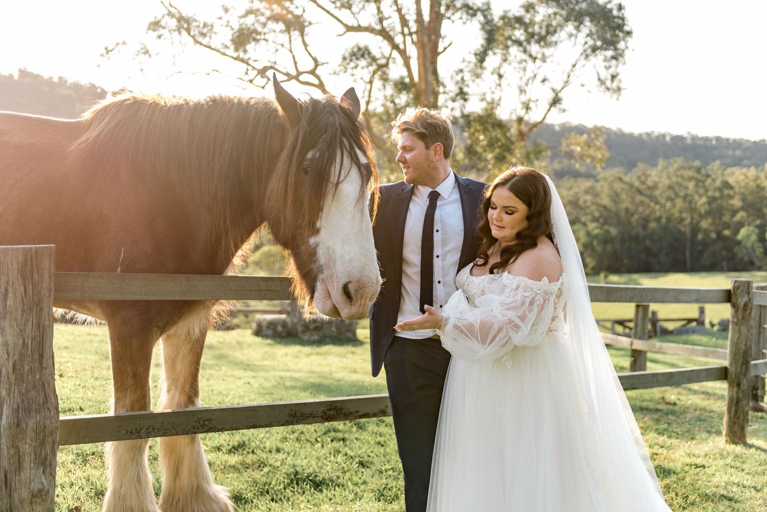 Bride and groom posing with chestnut Clydesdale horse at golden hour on rustic farm wedding venue.