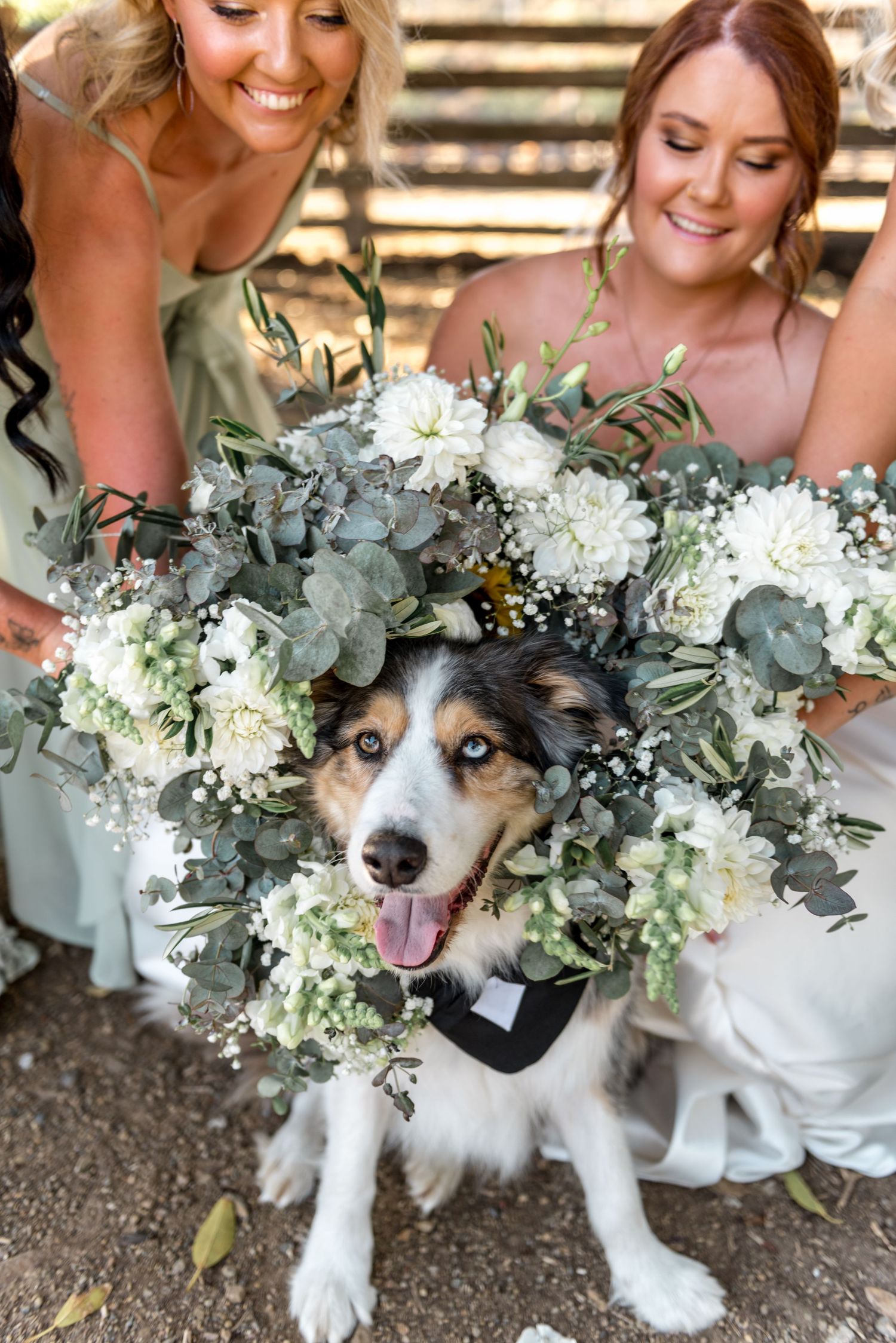 Bridesmaids hold white floral wreath around happy Australian Shepherd dog wearing bow tie.
