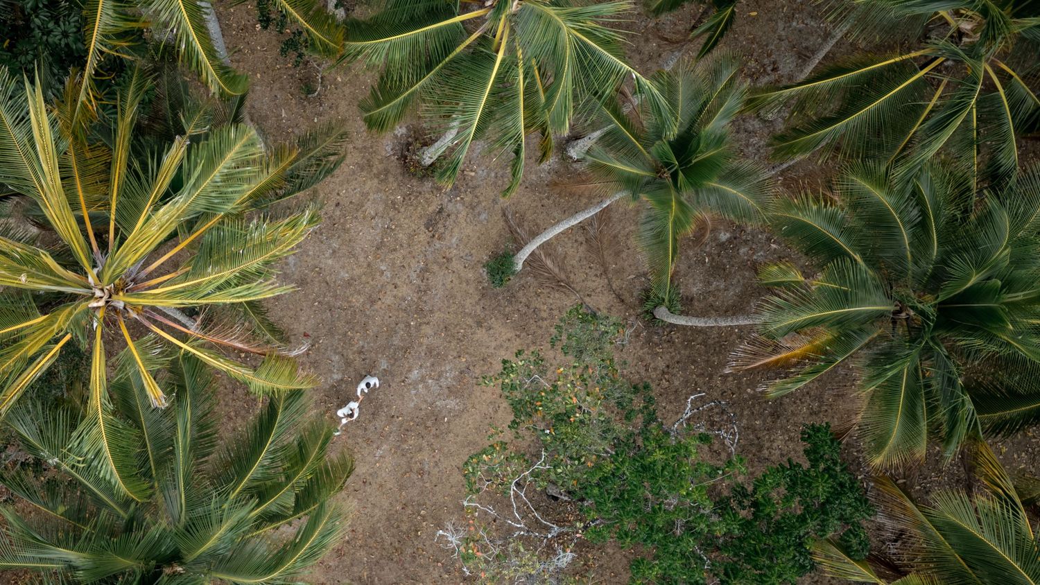 Aerial drone view of wedding couple in white outfits surrounded by tropical palm trees.