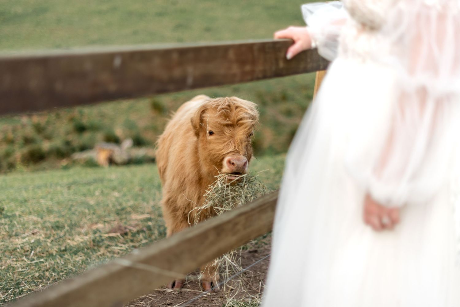 Bride in white gown feeds a fluffy Highland calf hay through a rustic wooden fence on a farm.