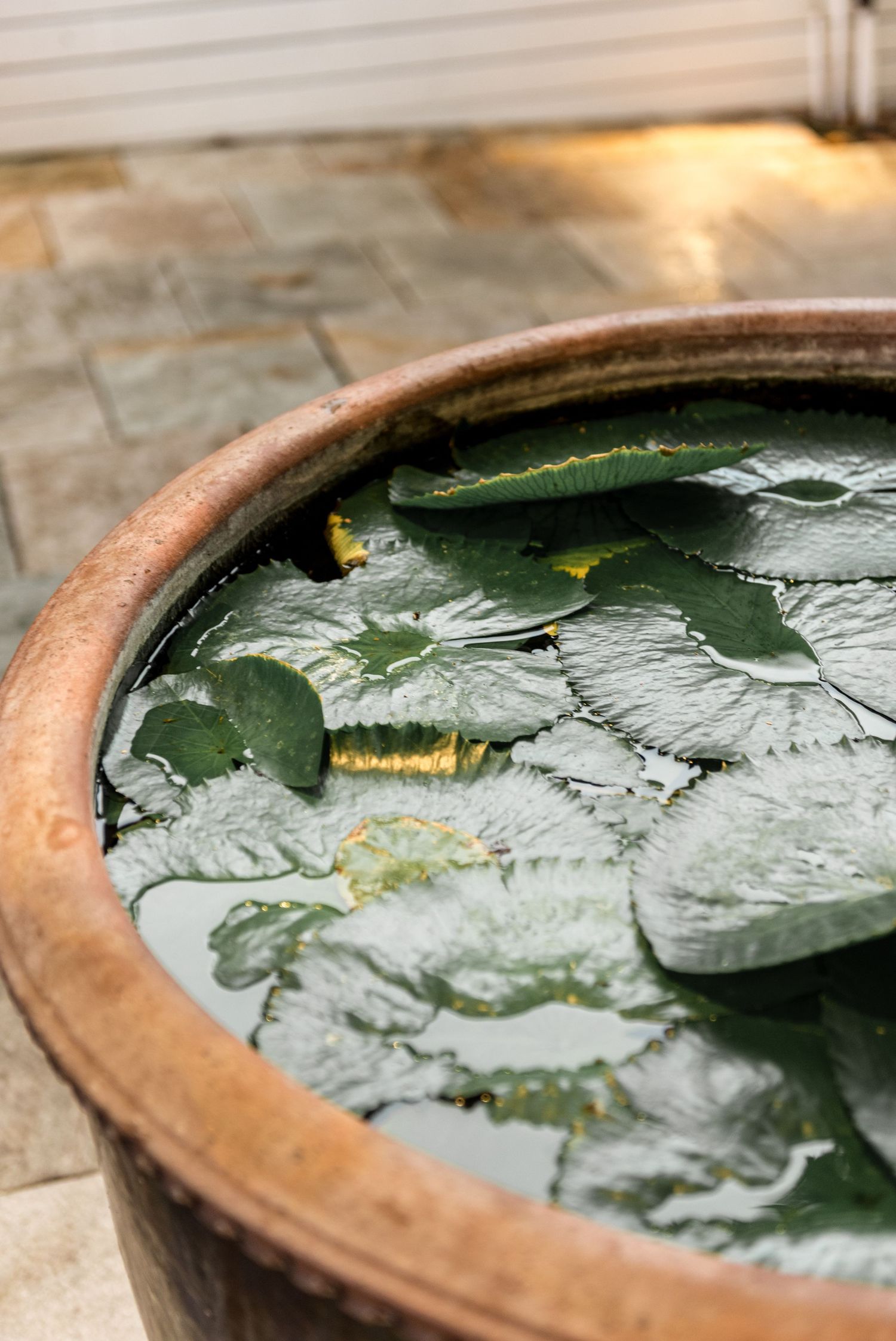 Green lily pads floating in a rustic terracotta bowl filled with water on a stone patio.