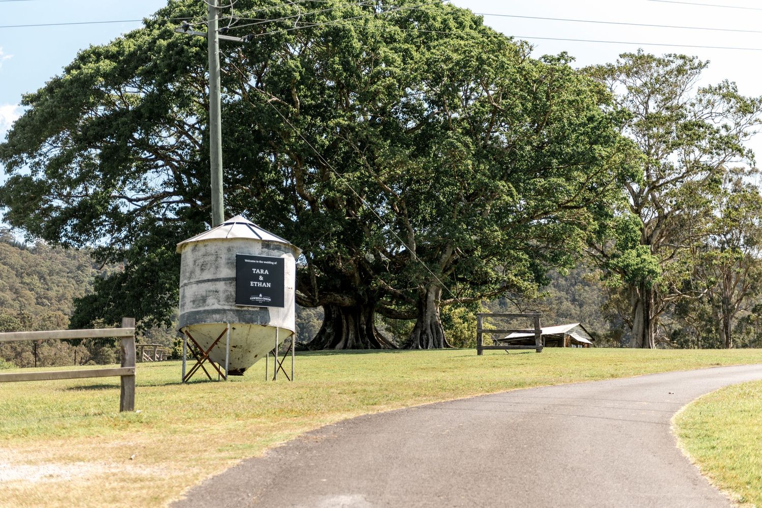 Rural property entrance with large fig tree, sign, and driveway in countryside.