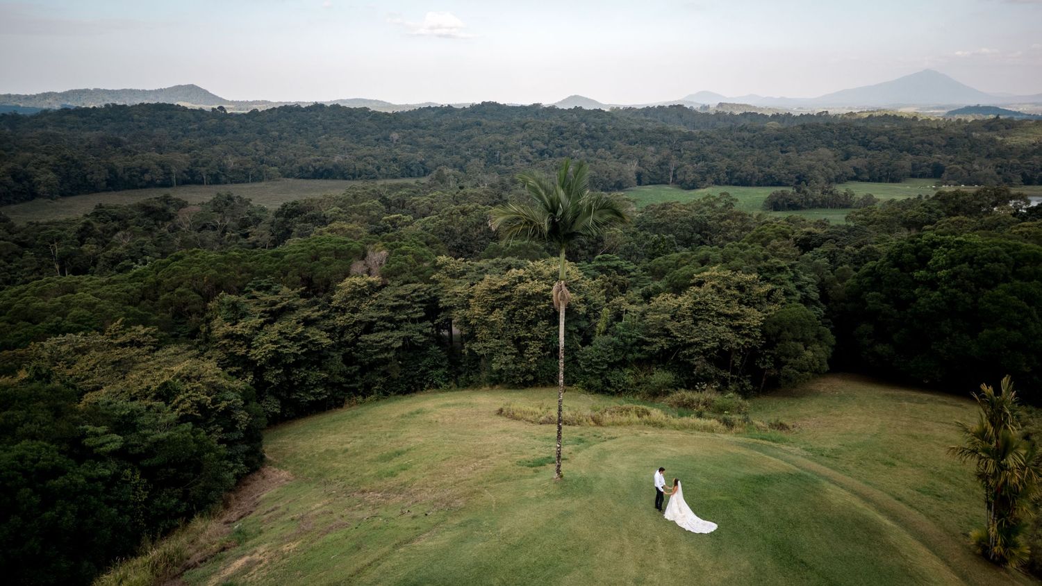 Aerial drone view of bride and groom standing near a tall palm tree on a green hillside.
