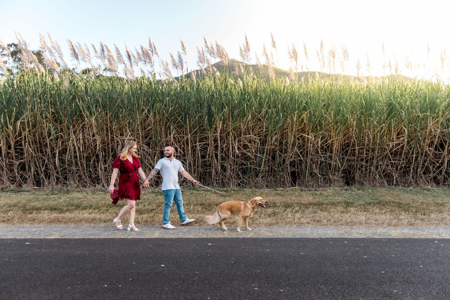 A couple walks their golden retriever along a road beside tall grass in golden sunlight.