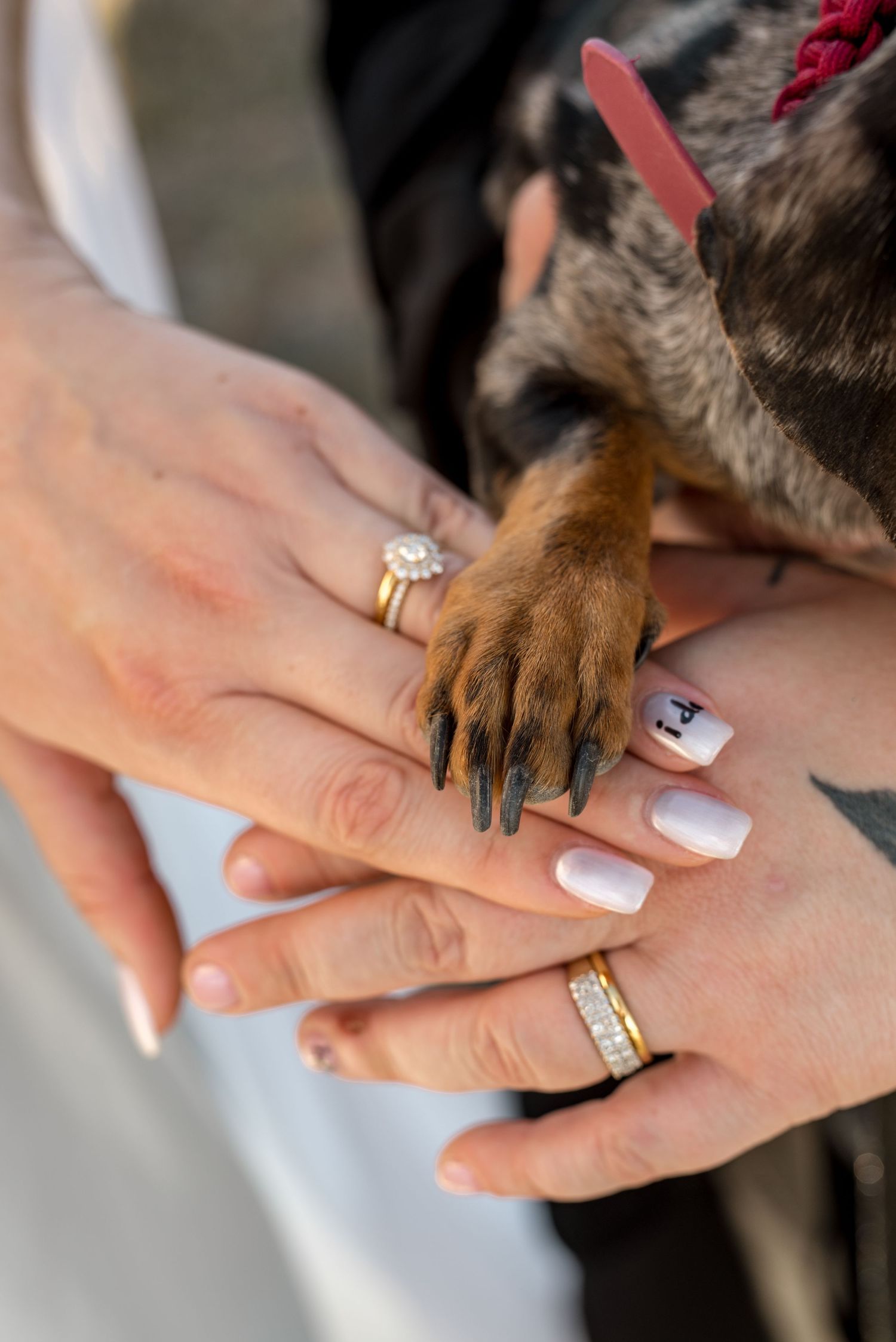 Close-up of same-sex couple's gold wedding rings with their dachshund puppy's paw resting on their joined hands.
