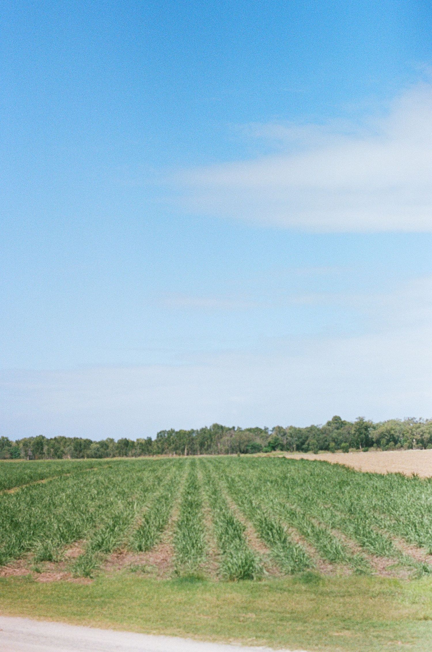 Lush green crop field rows under bright blue sky on a sunny day.