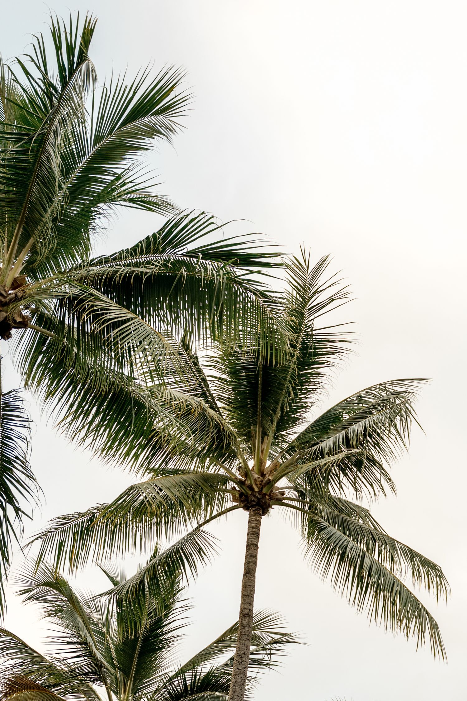 Tropical coconut palm trees swaying against a bright clear sky viewed from below at Four Mile Beach, Port Douglas.