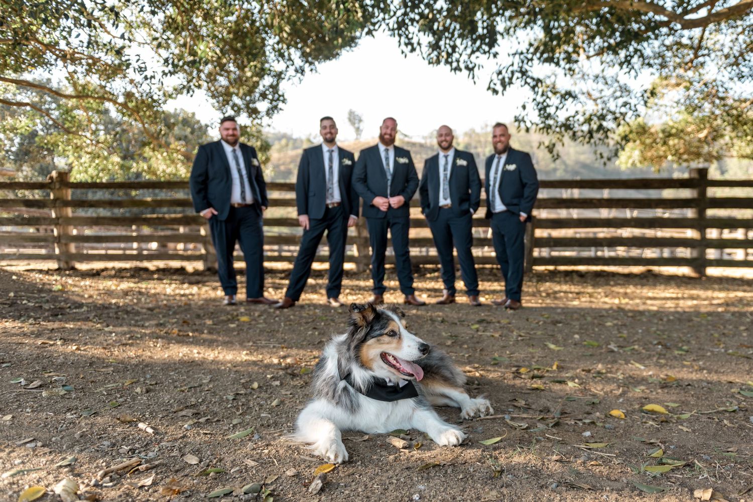 Groomsmen in navy suits stand behind Australian Shepherd dog lying on ground under trees.