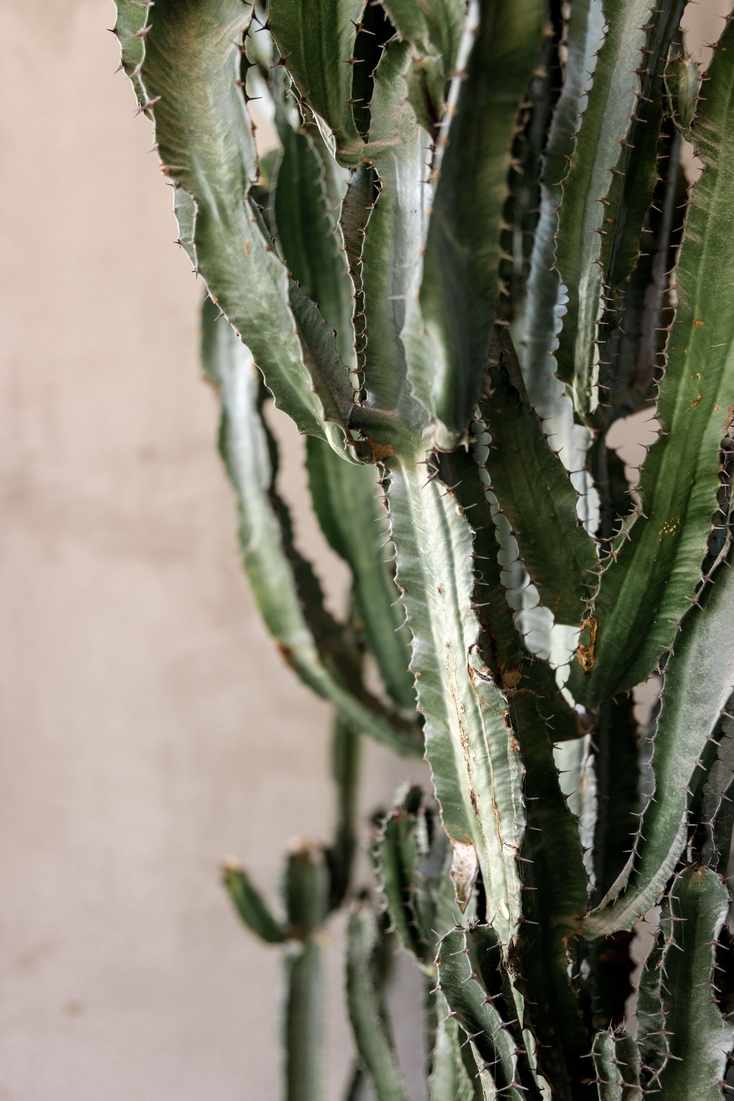 Tall green columnar cactus with spiny ridges against neutral beige wall background.