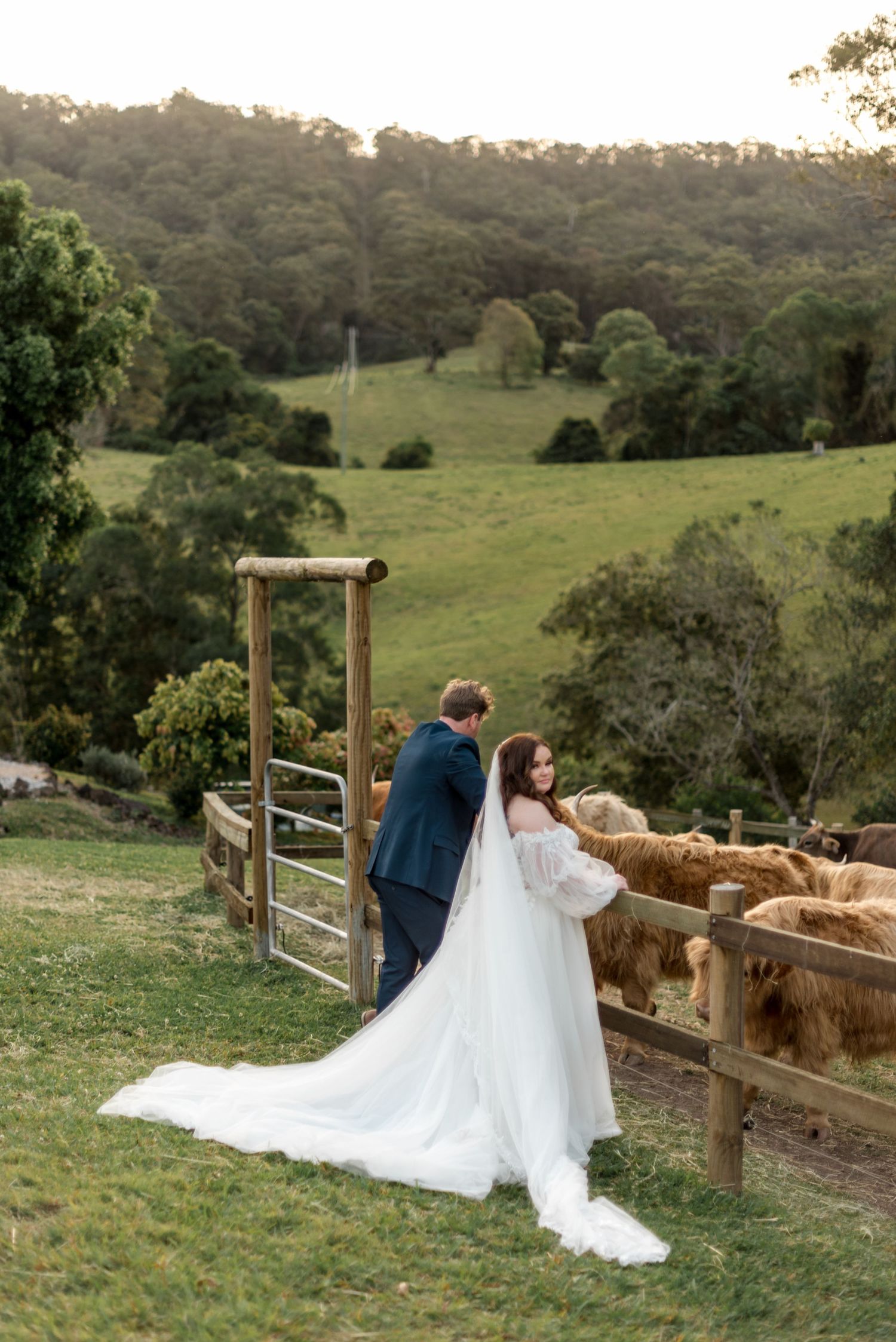 Bride and groom stand by a wooden fence with Highland cattle grazing on a lush green farm.