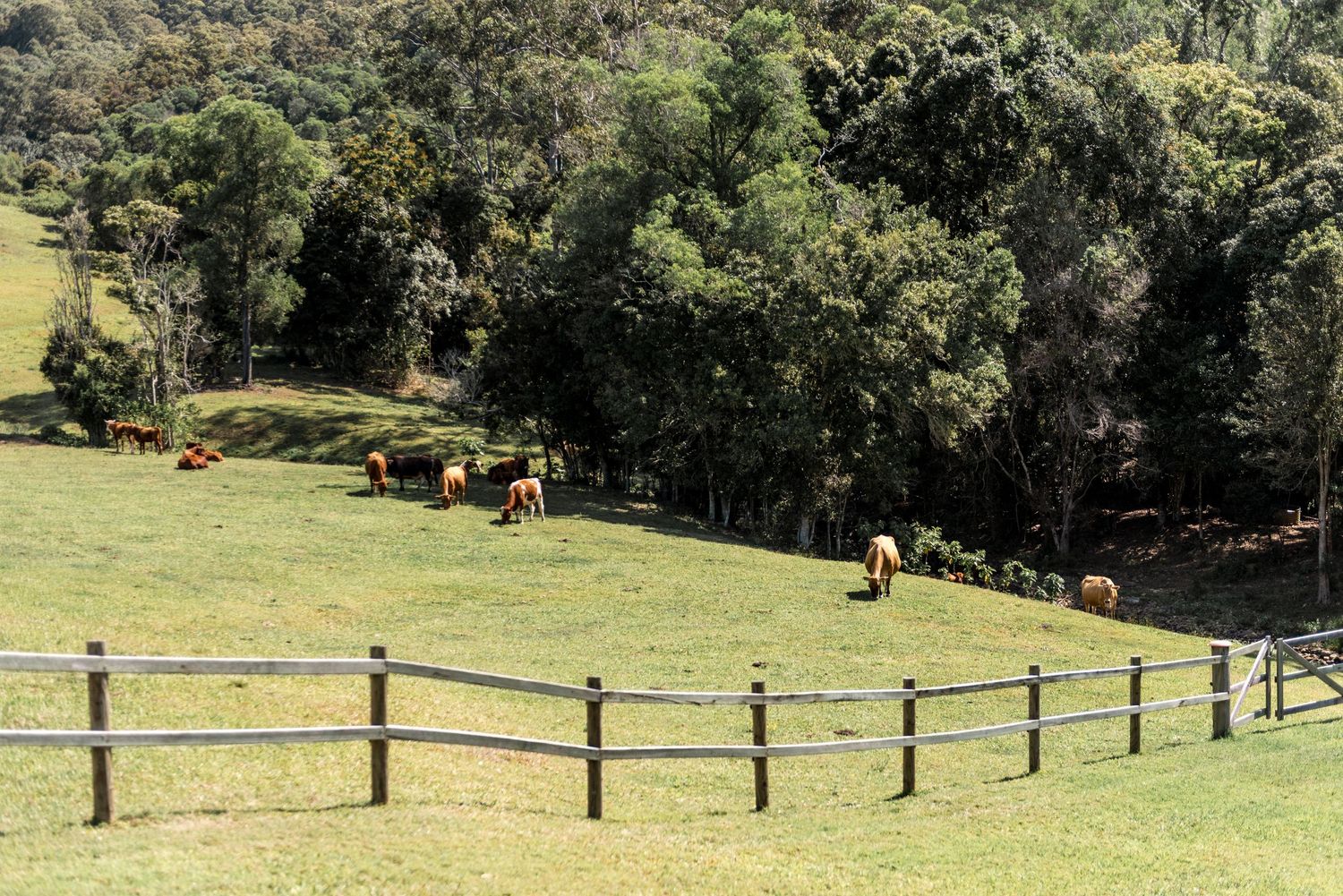 Cattle grazing on a lush green hillside pasture bordered by a wooden fence and dense forest trees.
