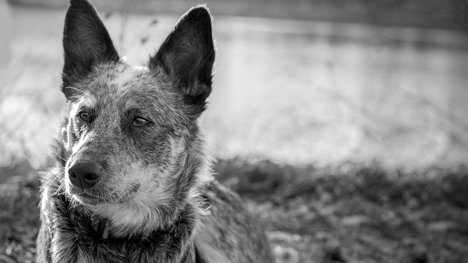 Close-up black and white portrait of an austrailian cattle dog with pointed ears and graying muzzle looking off to the side.
