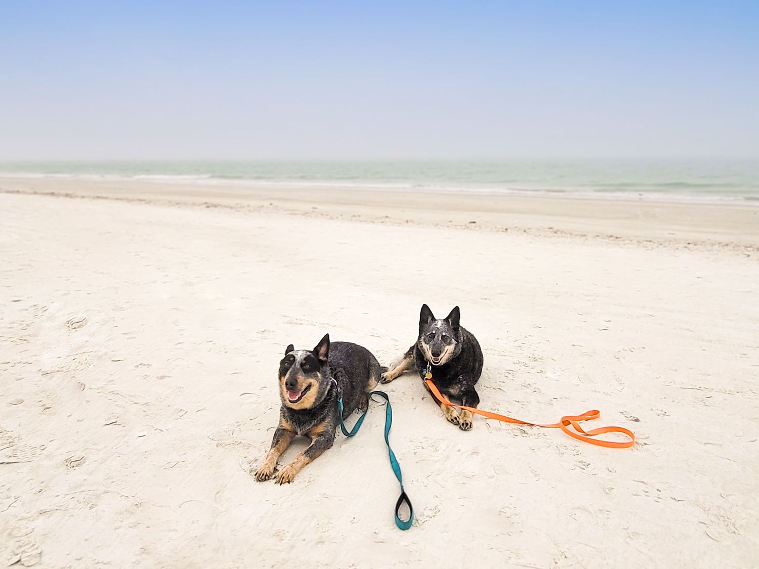 Two Australian Cattle Dogs 